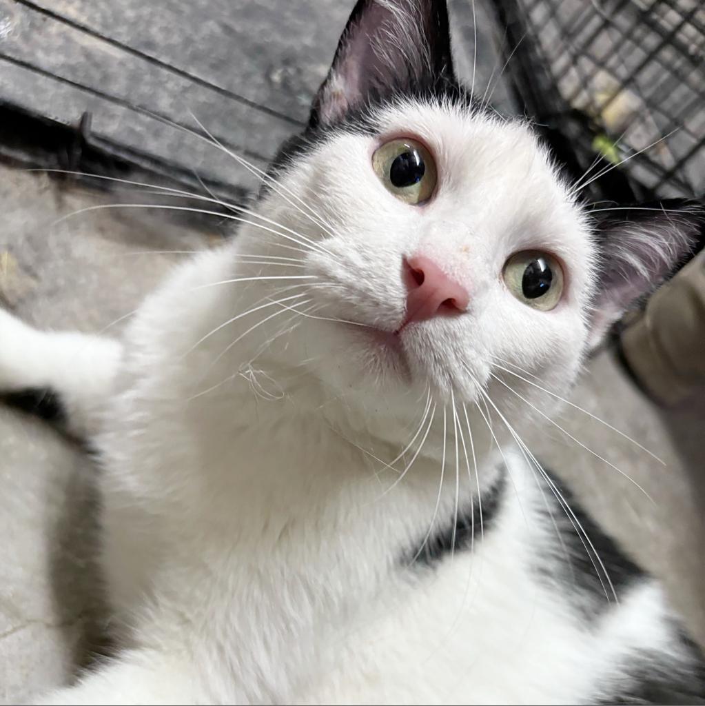 Rizzo, an adoptable Domestic Short Hair in Wichita, KS, 67208 | Photo Image 3
