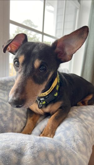 Duke