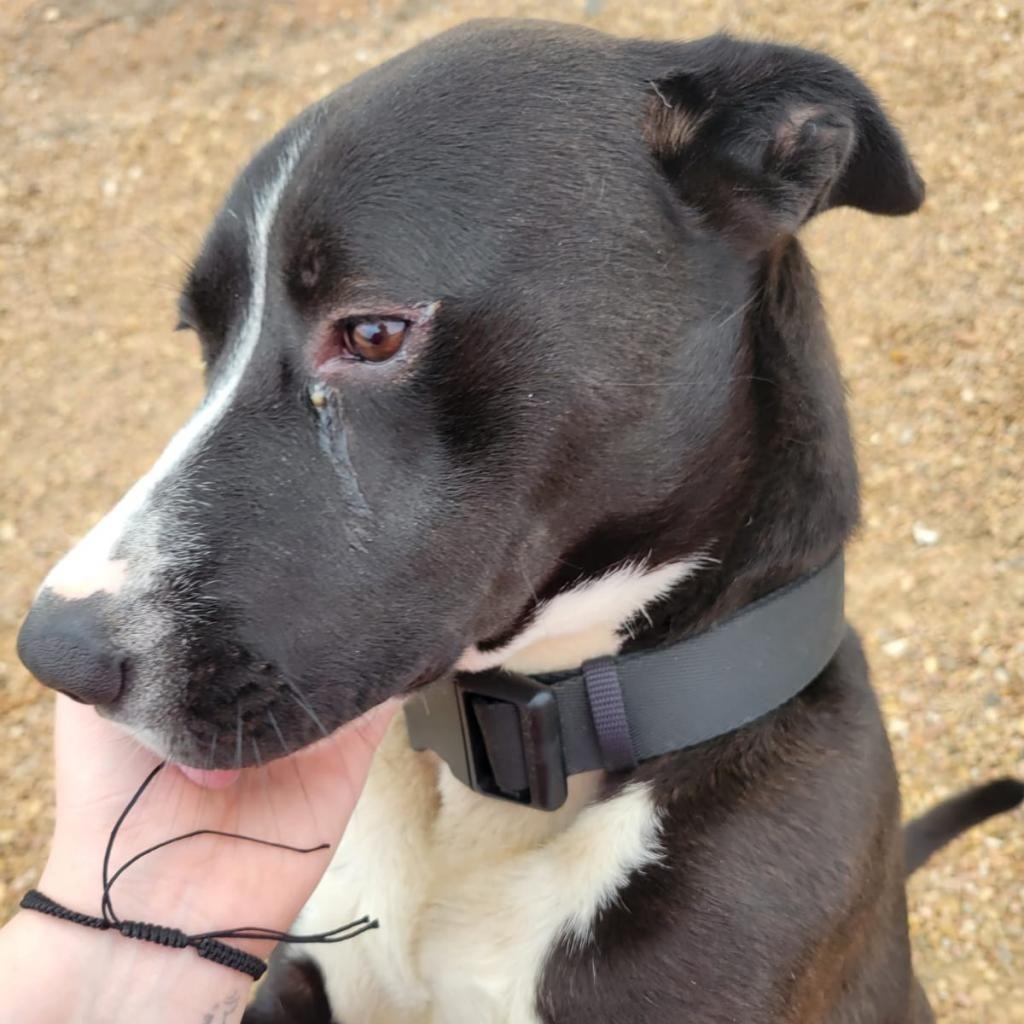 Streak, an adoptable Terrier in Pratt, KS, 67124 | Photo Image 3