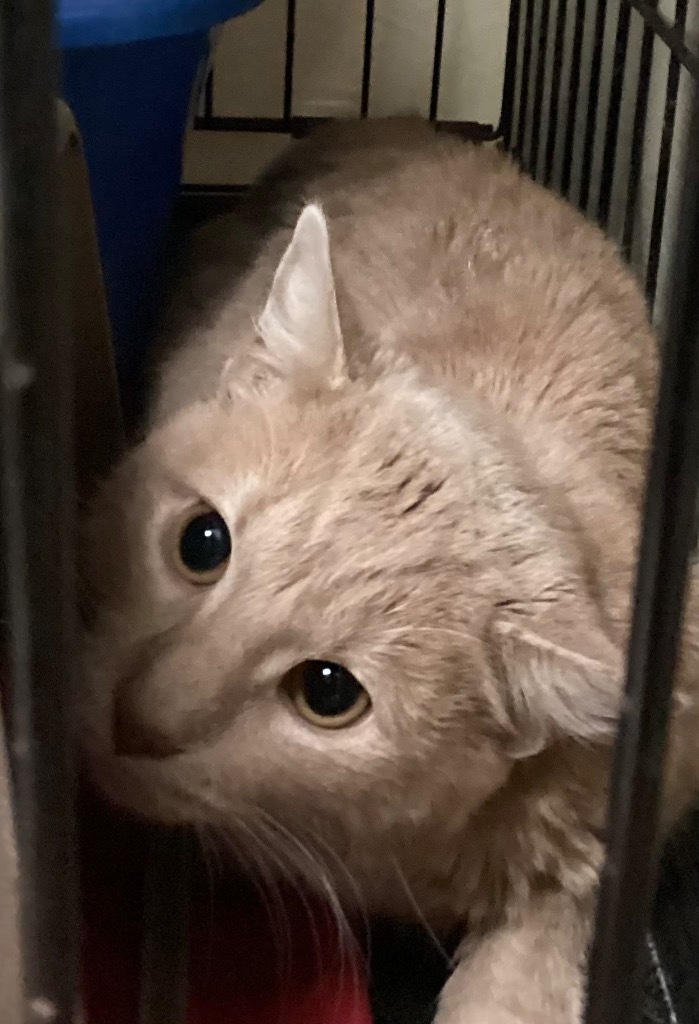 LENNY, an adoptable Domestic Short Hair in Muskegon, MI, 49442 | Photo Image 1