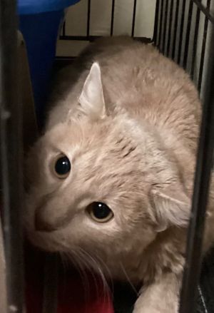 LENNY