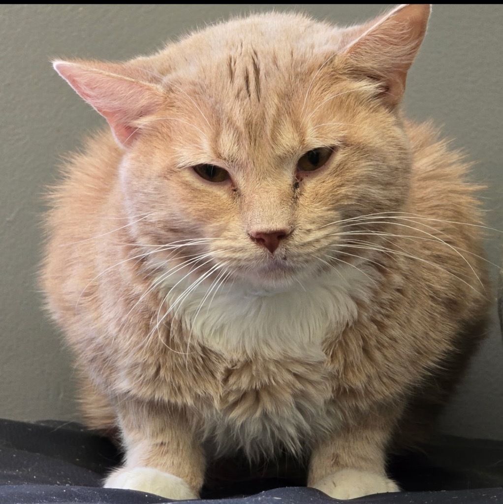 LENNY, an adoptable Domestic Short Hair in Muskegon, MI, 49442 | Photo Image 3