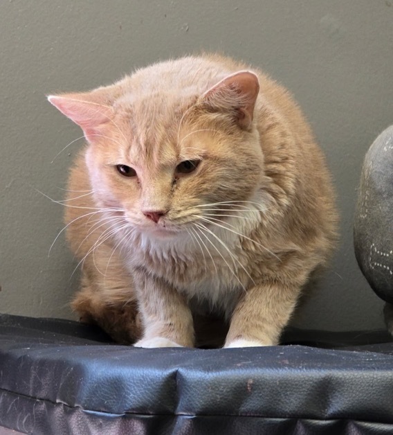 LENNY, an adoptable Domestic Short Hair in Muskegon, MI, 49442 | Photo Image 4
