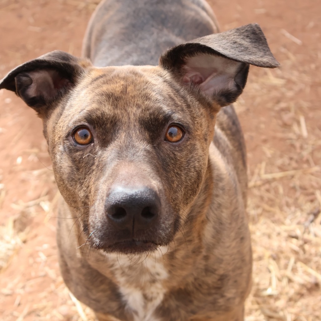 Rosie, an adoptable Pit Bull Terrier in Moab, UT, 84532 | Photo Image 1