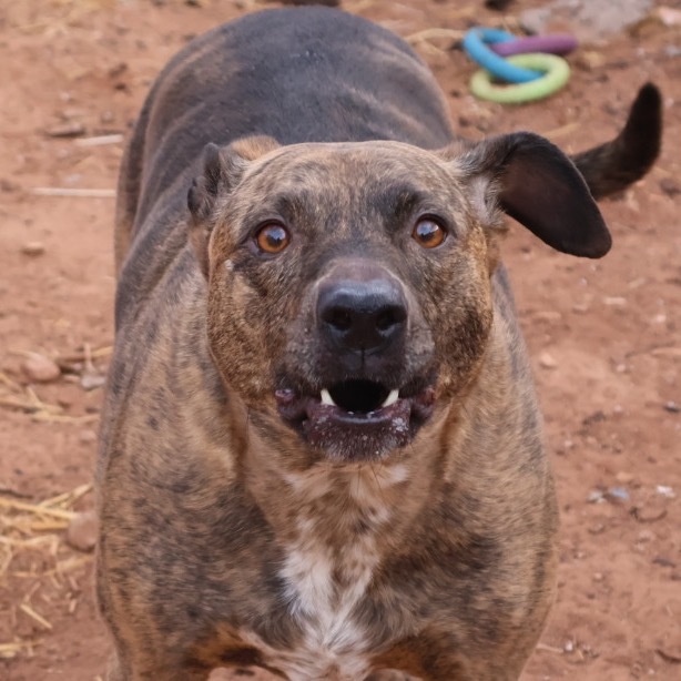 Rosie, an adoptable Pit Bull Terrier in Moab, UT, 84532 | Photo Image 2