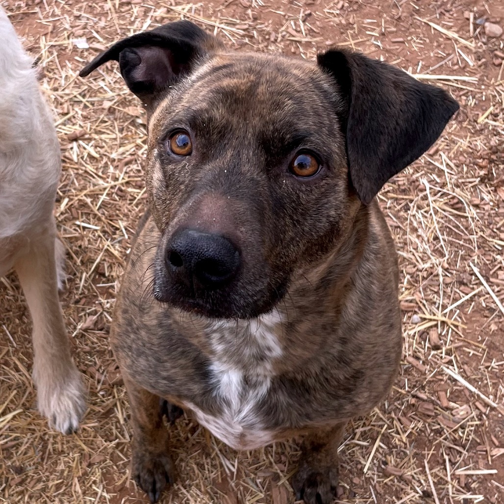 Rosie, an adoptable Pit Bull Terrier in Moab, UT, 84532 | Photo Image 3