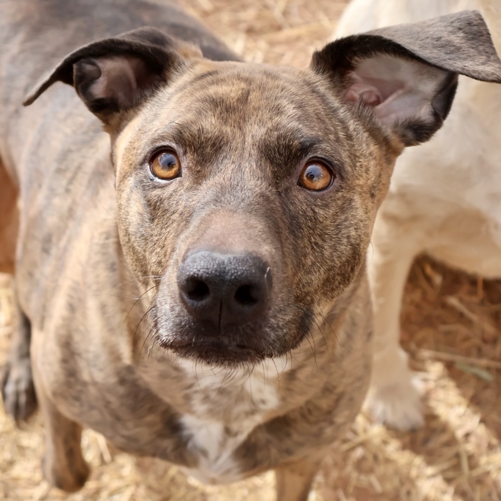 Rosie, an adoptable Pit Bull Terrier in Moab, UT, 84532 | Photo Image 4