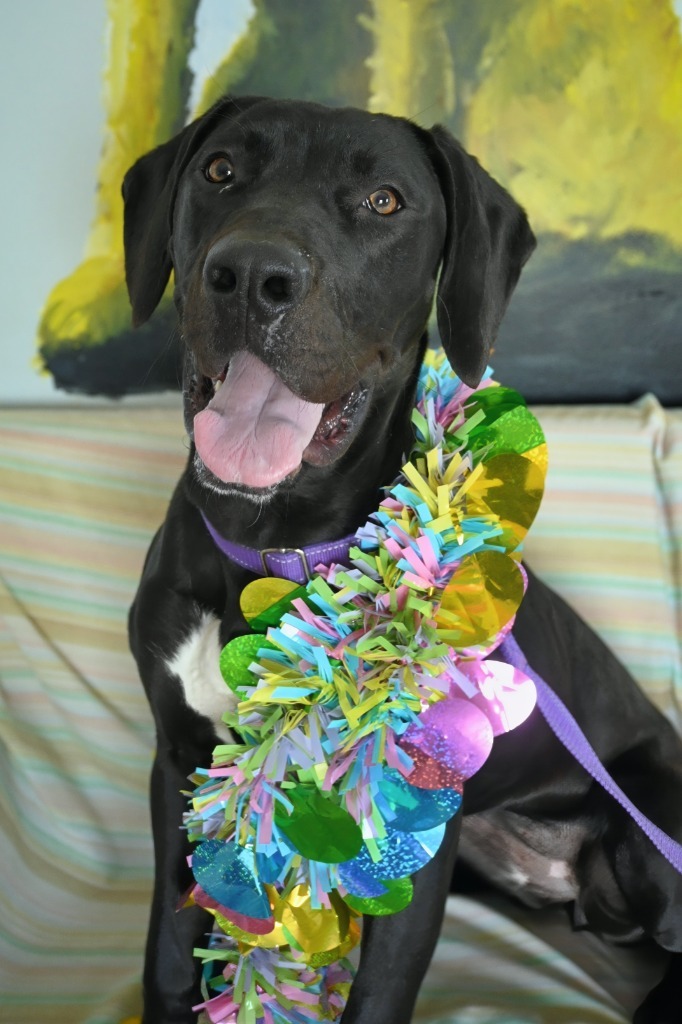 Scarlet, an adoptable Great Dane, Mixed Breed in Ashland, WI, 54806 | Photo Image 1