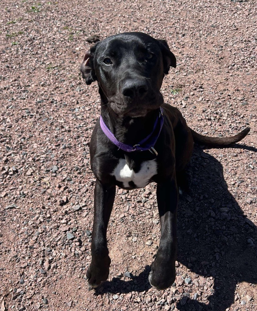Scarlet, an adoptable Great Dane, Mixed Breed in Ashland, WI, 54806 | Photo Image 1