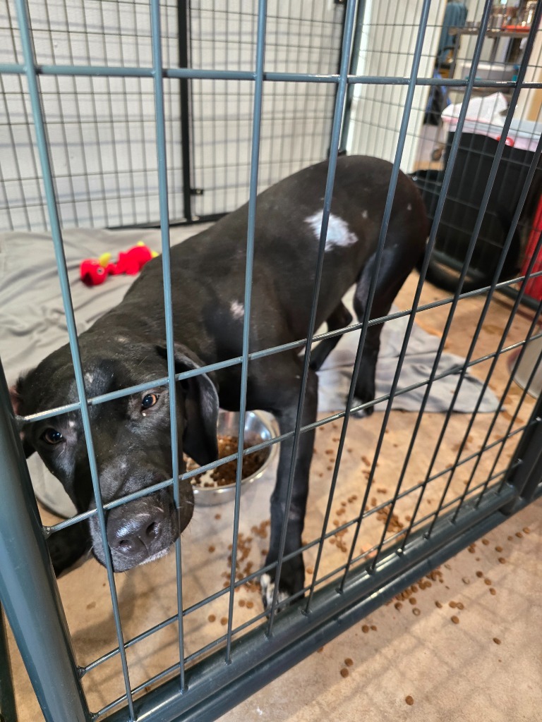 Scarlet, an adoptable Great Dane, Mixed Breed in Ashland, WI, 54806 | Photo Image 2