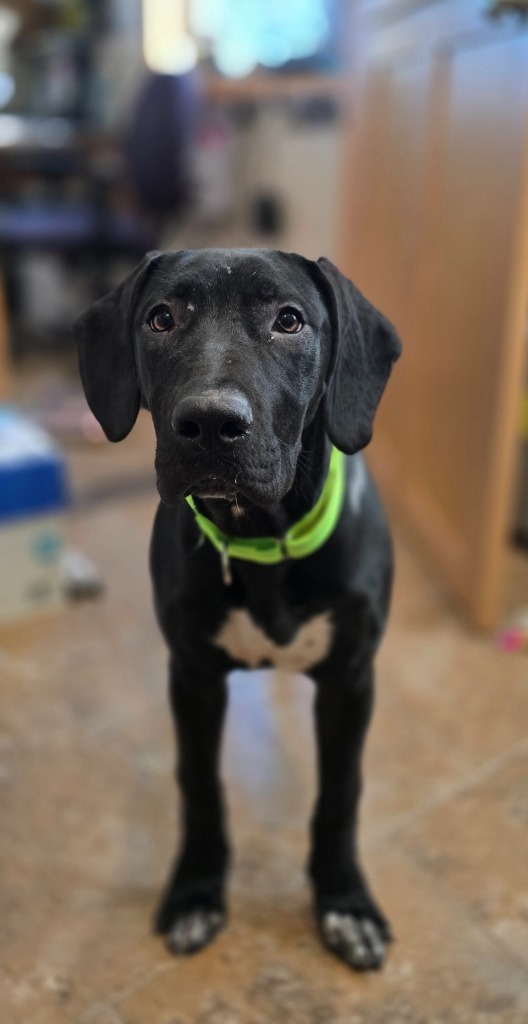 Scarlet, an adoptable Great Dane, Mixed Breed in Ashland, WI, 54806 | Photo Image 3