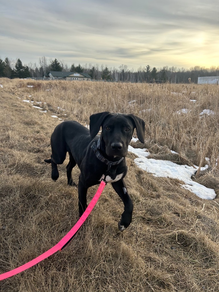 Scarlet, an adoptable Great Dane, Mixed Breed in Ashland, WI, 54806 | Photo Image 4