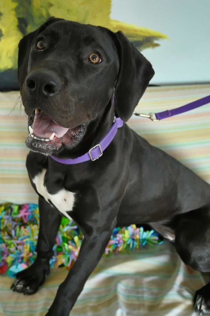 Scarlet, an adoptable Great Dane, Mixed Breed in Ashland, WI, 54806 | Photo Image 5