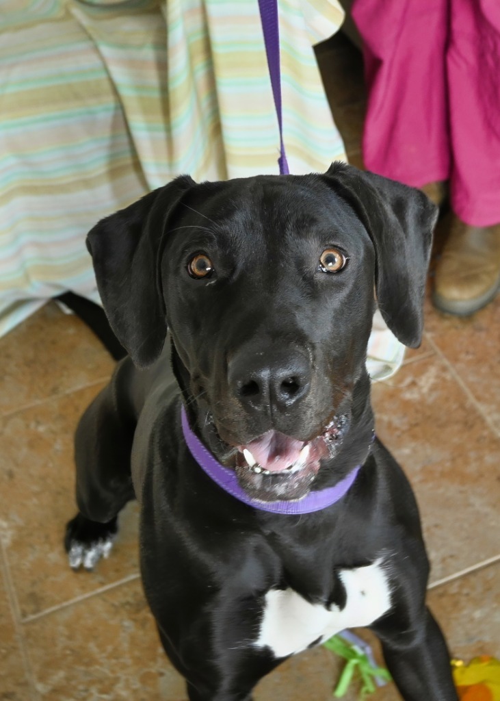 Scarlet, an adoptable Great Dane, Mixed Breed in Ashland, WI, 54806 | Photo Image 6