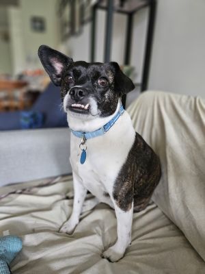 Frankie - 55 years old Mixed Breed - Boston Terrier Mix 301lbs needs to lose 3lbs Spayed Our