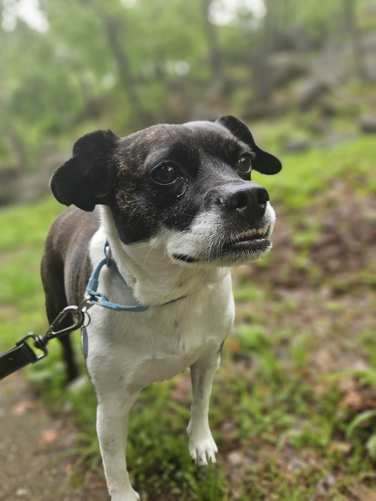 Frankie