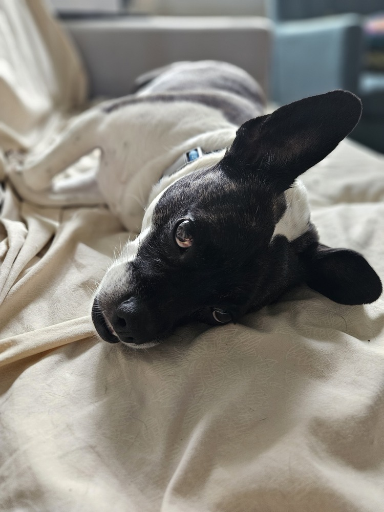 Frankie