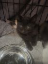 Brian ( bonded with Beckee) photo 2