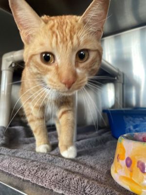 Church, Young Male Domestic Short Hair