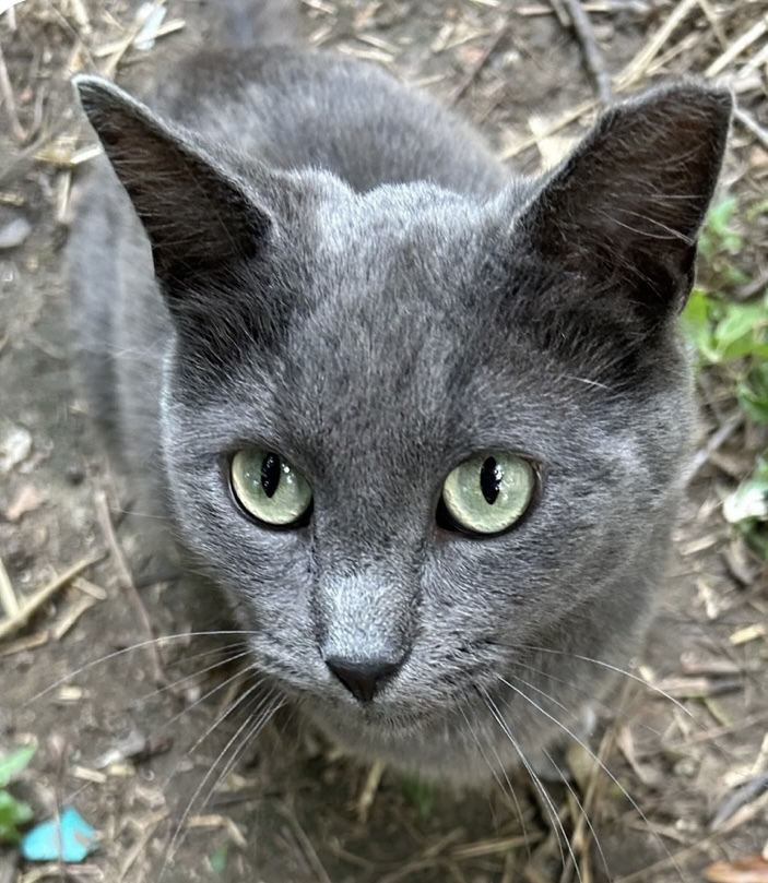 Mumpy