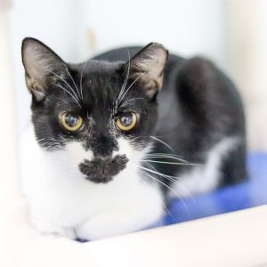 Miss Lacy, Adult Female Domestic Short Hair