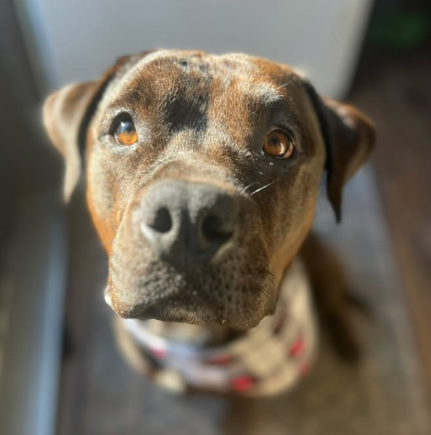 Maeve, an adoptable Bullmastiff in Decatur, GA, 30030 | Photo Image 1