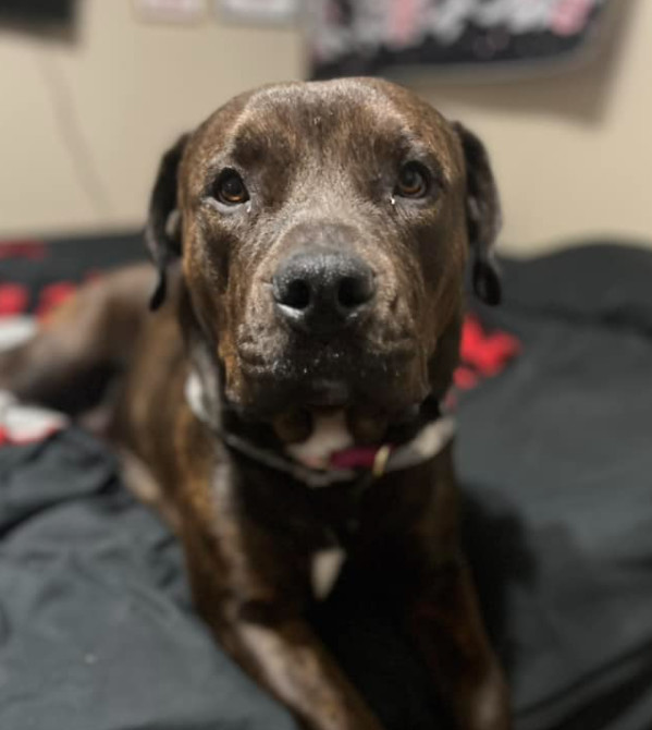 Maeve, an adoptable Bullmastiff in Decatur, GA, 30030 | Photo Image 2