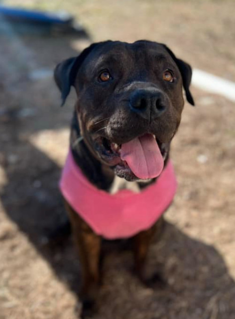 Maeve, an adoptable Bullmastiff in Decatur, GA, 30030 | Photo Image 3