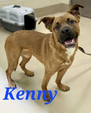 Kenny Black Mouth Cur Dog