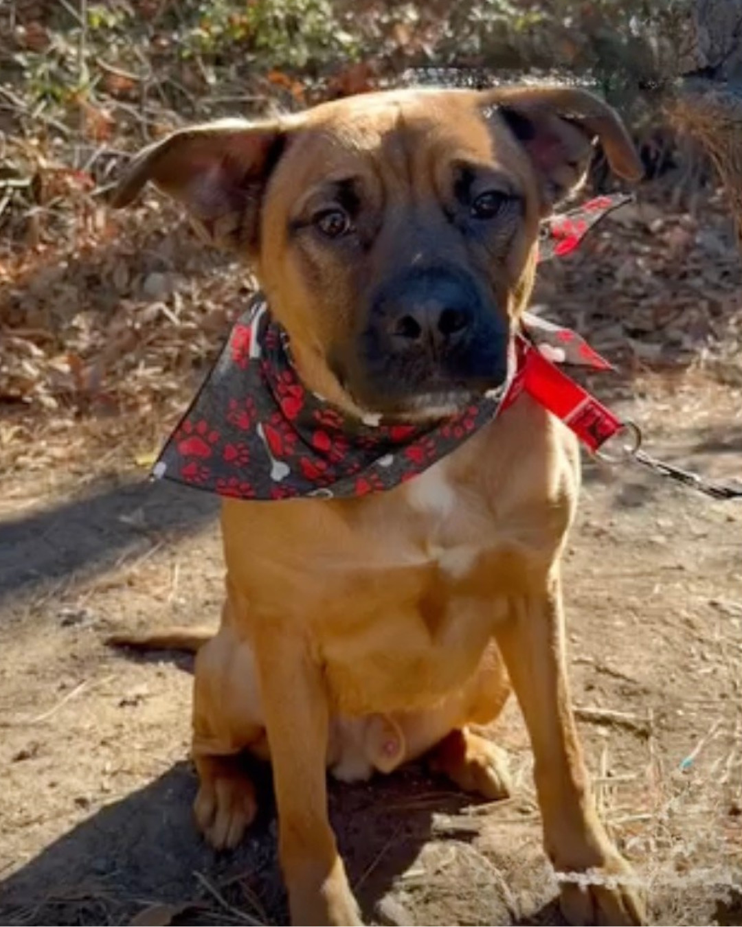 Kenny *FOSTER NEEDED TOO!