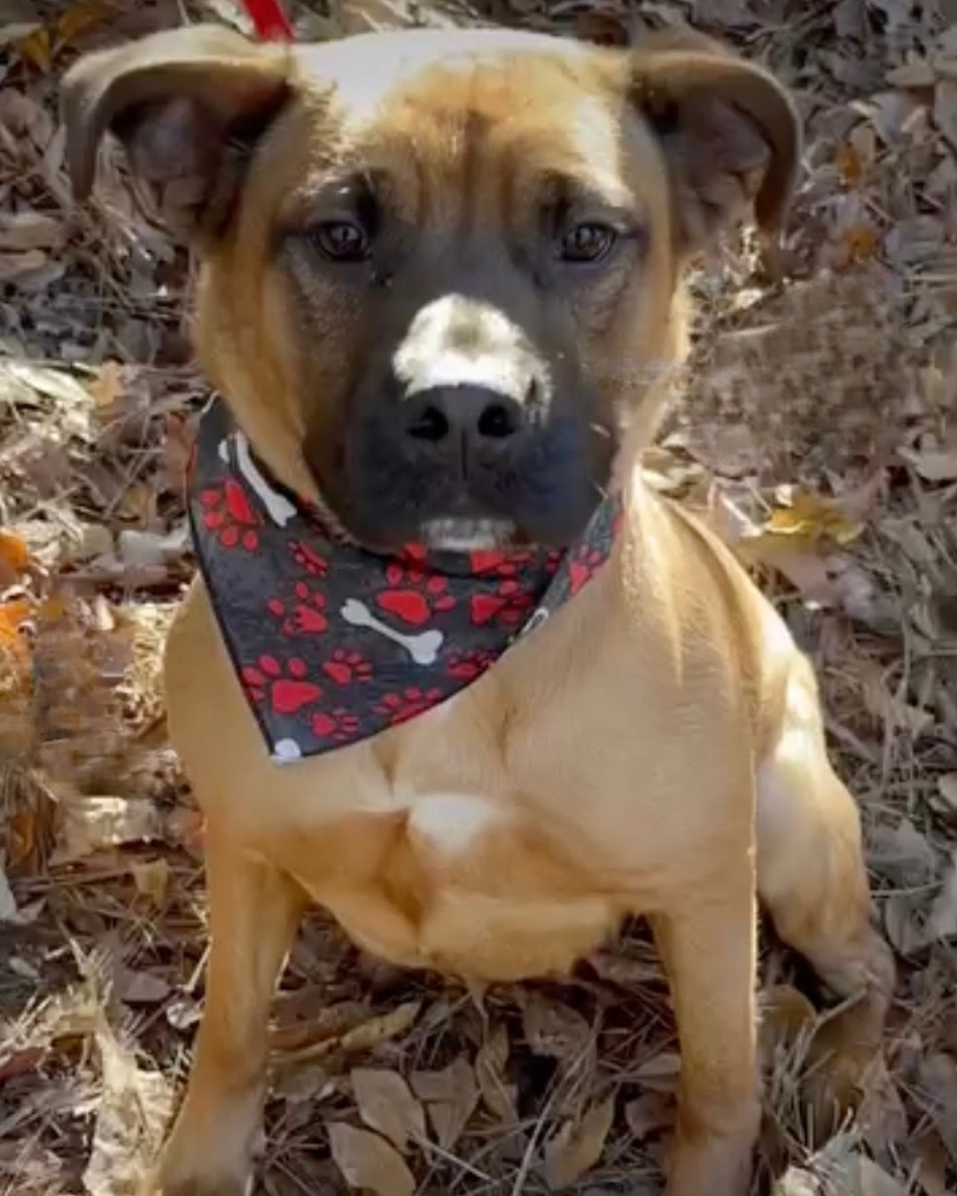 Kenny *FOSTER NEEDED TOO!