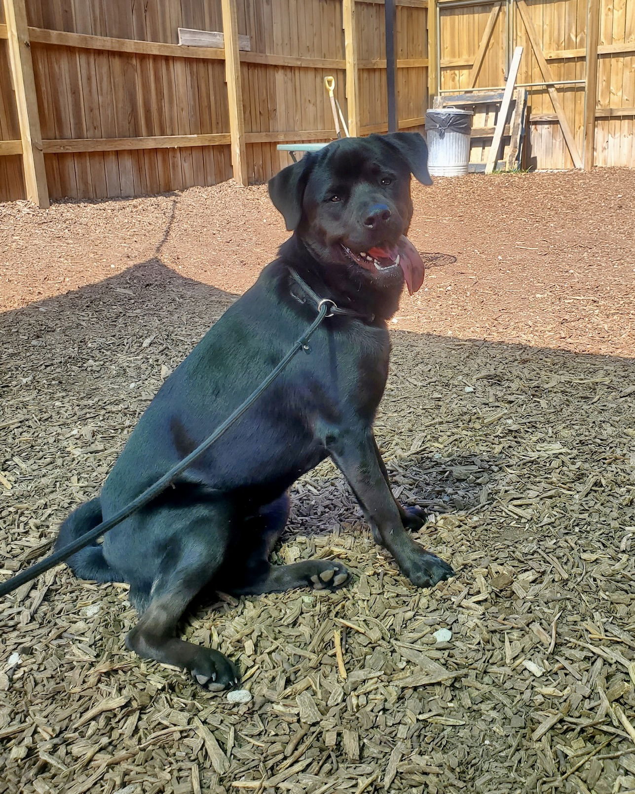 Muggs *FOSTER NEEDED TOO