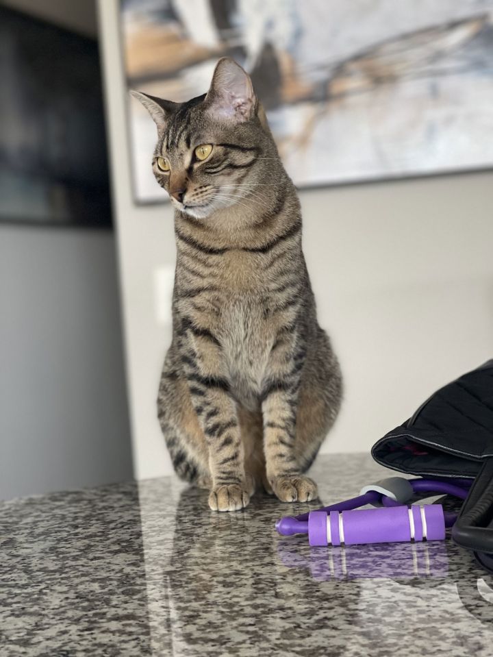 Romeo (&Juliet) bonded 1