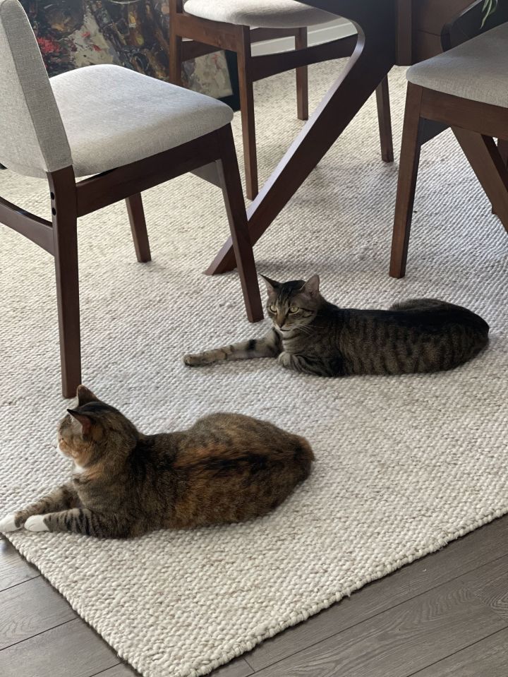 Romeo (&Juliet) bonded 2