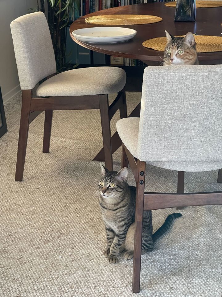 Romeo (&Juliet) bonded 3