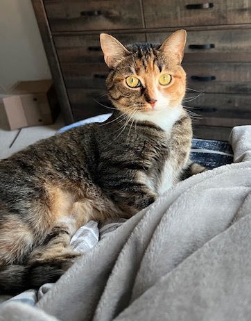 Juliet (& Romeo) - bonded 1