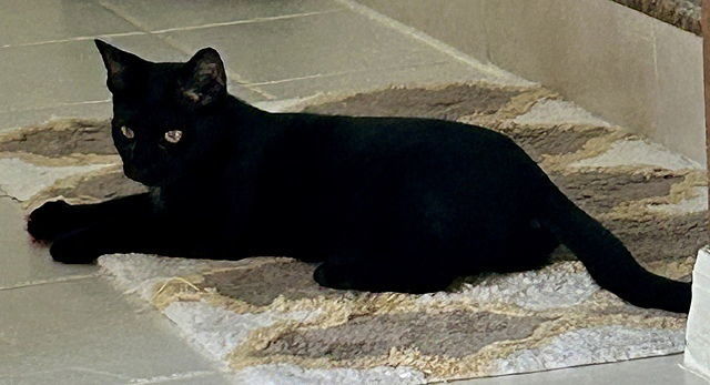 Bella AP
