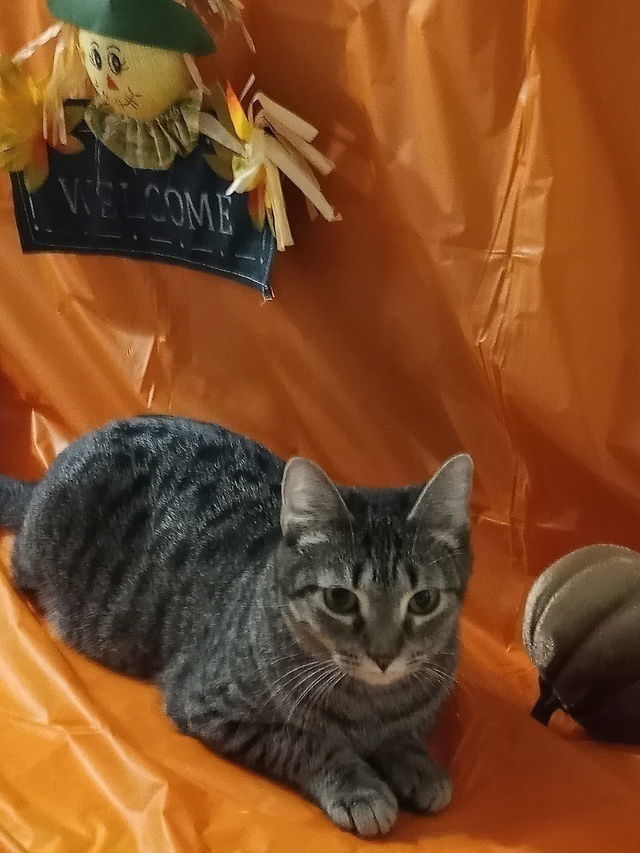 Angel