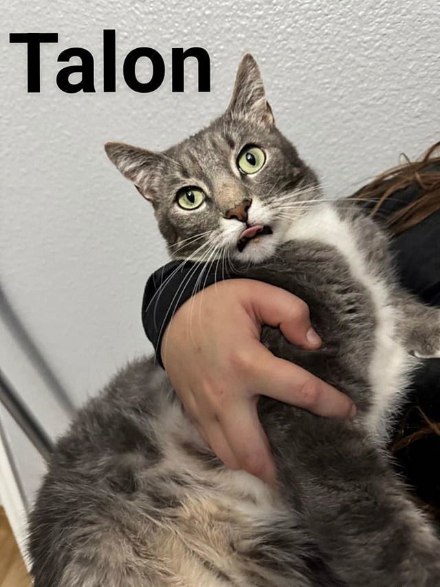 Talon