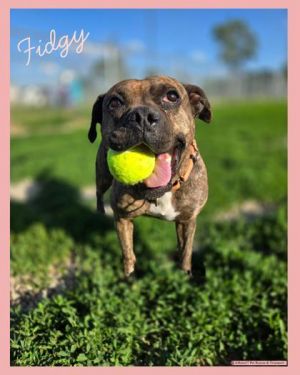 Fidgy, Adult Female unknown