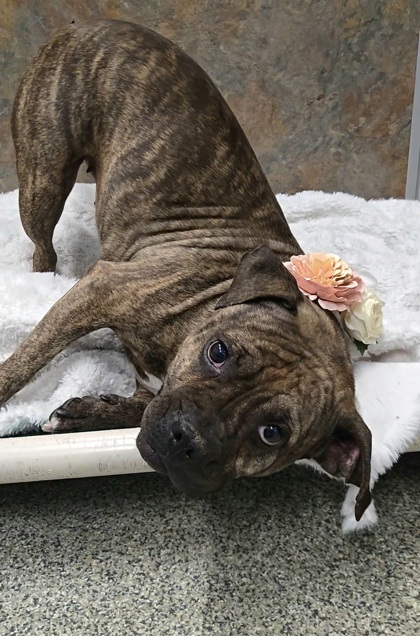 Fidgy, an adoptable Boxer, Mixed Breed in De Soto, IA, 50069 | Photo Image 2