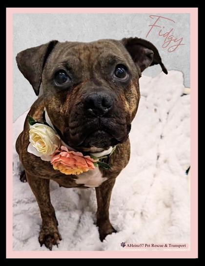 Fidgy, an adoptable Boxer, Mixed Breed in De Soto, IA, 50069 | Photo Image 3