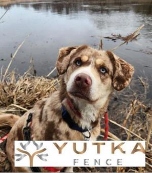 Bluelle, Young Female Australian Shepherd