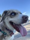Bluelle photo 3