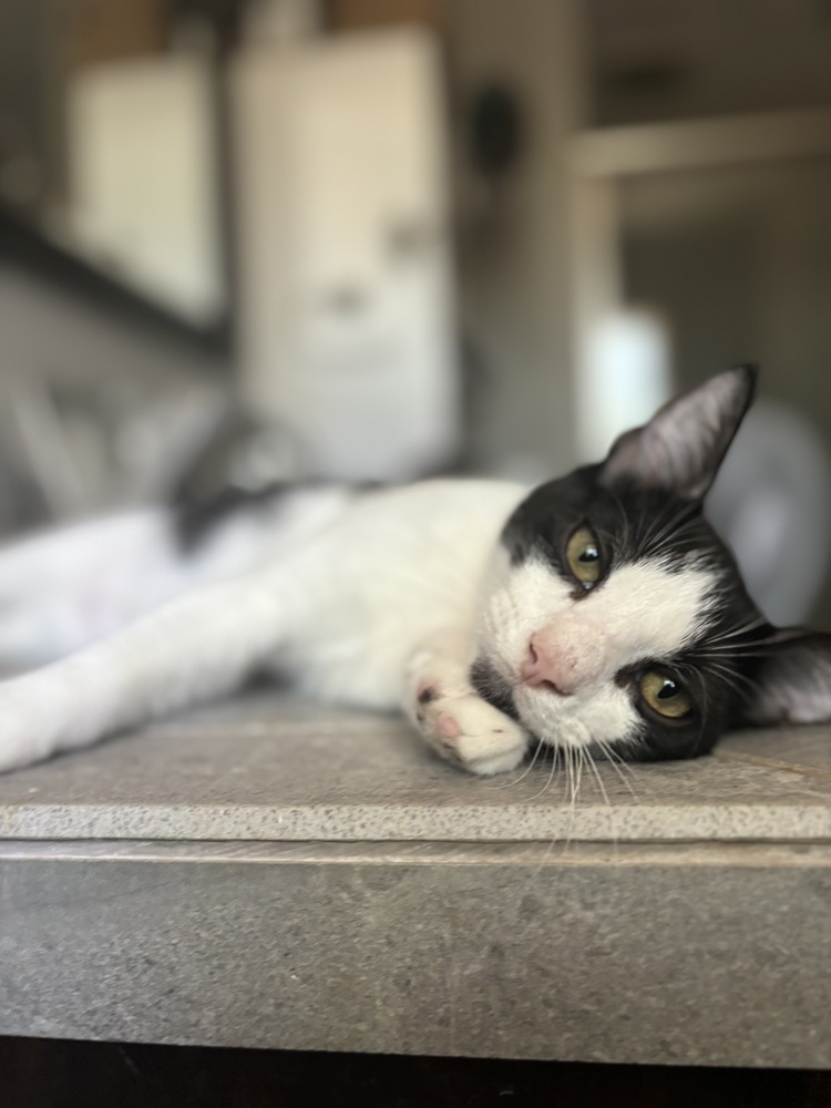 Alfie, an adoptable Domestic Short Hair in Fresno, CA, 93711 | Photo Image 1