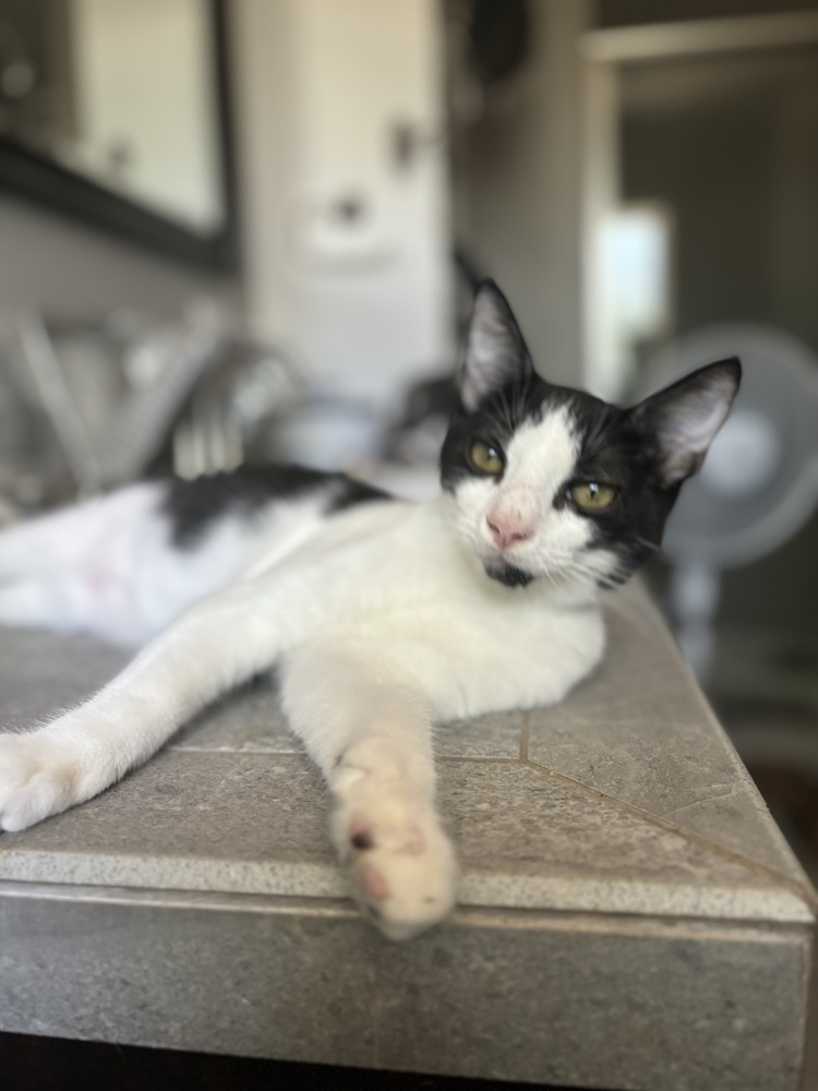 Alfie, an adoptable Domestic Short Hair in Fresno, CA, 93711 | Photo Image 2