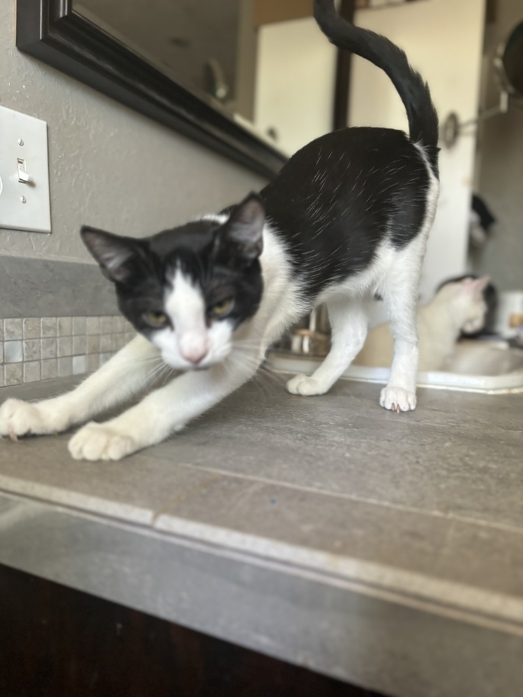 Alfie, an adoptable Domestic Short Hair in Fresno, CA, 93711 | Photo Image 3