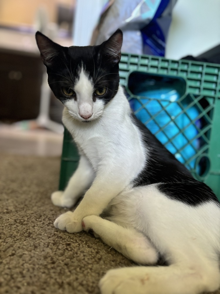 Alfie, an adoptable Domestic Short Hair in Fresno, CA, 93711 | Photo Image 4