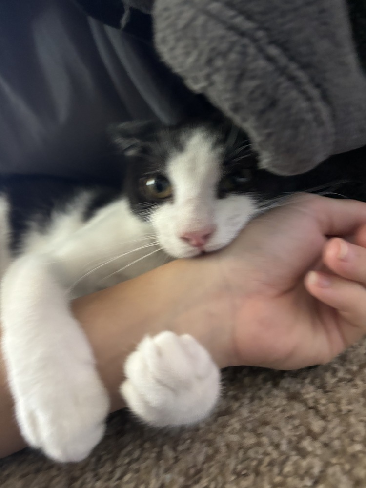 Alfie, an adoptable Domestic Short Hair in Fresno, CA, 93711 | Photo Image 5