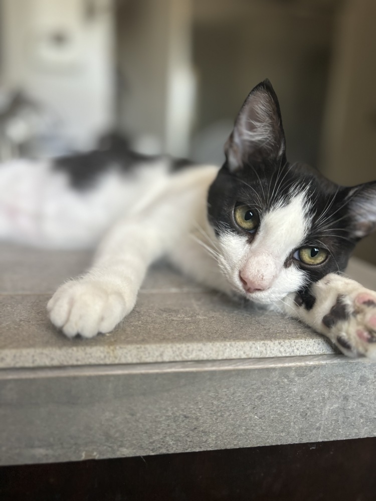 Alfie, an adoptable Domestic Short Hair in Fresno, CA, 93711 | Photo Image 6